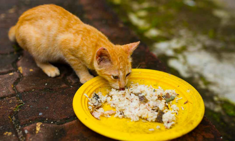 Just Give Cats Dry Food